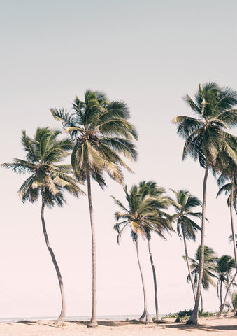Blush Palm Trees - Wall Art - By SISI & SEB ART- Gallery Art Company