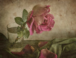 Tear of Rose - Wall Art - By Igor Tokarev- Gallery Art Company