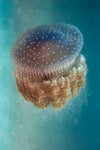 Jellyfish - Phylorhiza punctata - Wall Art - By Yaron Halevy- Gallery Art Company