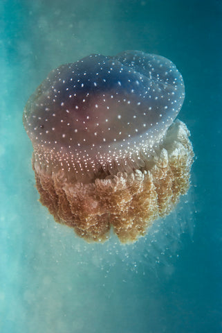 Jellyfish - Phylorhiza punctata - Wall Art - By Yaron Halevy- Gallery Art Company