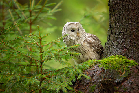 Ural Owl - Wall Art - By Milan Zygmunt- Gallery Art Company