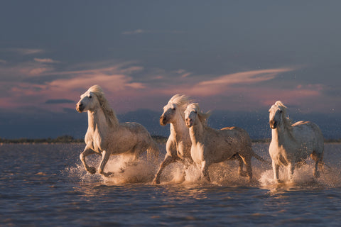 Angels of Camargue - Wall Art - By Rostovskiy Anton- Gallery Art Company