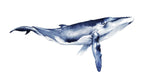 Whale Portrait I - Wall Art - By Grace Popp- Gallery Art Company