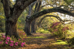 Under the Live Oaks I - Wall Art - By Danny Head- Gallery Art Company