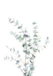 Eucalyptus - Wall Art - By SISI & SEB ART- Gallery Art Company