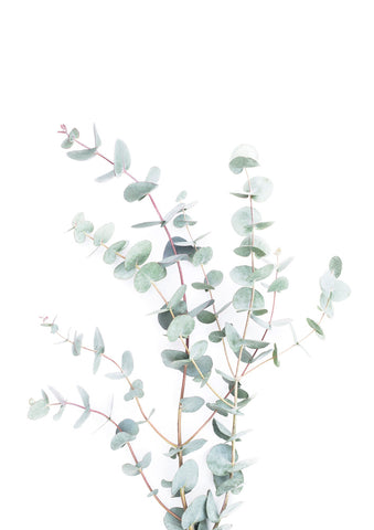 Eucalyptus - Wall Art - By SISI & SEB ART- Gallery Art Company