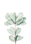 Fiddle Leaf - Wall Art - By SISI & SEB ART- Gallery Art Company