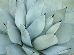 Agave Detail IV - Wall Art - By Alison Jerry- Gallery Art Company