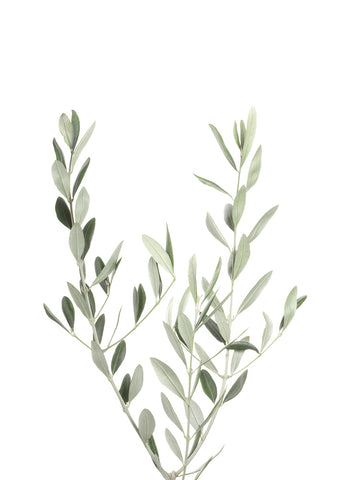 Olive - Wall Art - By SISI & SEB ART- Gallery Art Company