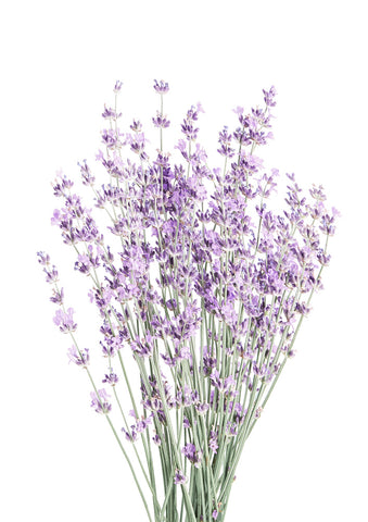 Lavender - Wall Art - By SISI & SEB ART- Gallery Art Company