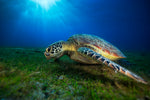 Green turtle - Wall Art - By Barathieu Gabriel- Gallery Art Company