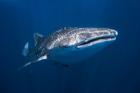 Whale Shark - Wall Art - By Barathieu Gabriel- Gallery Art Company