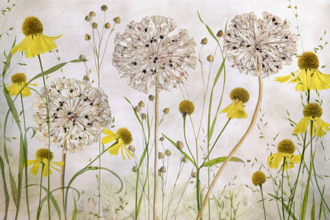 Alliums and heleniums - Wall Art - By Mandy Disher- Gallery Art Company