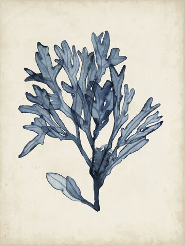 Seaweed Specimens II - Wall Art - By Naomi McCavitt- Gallery Art Company