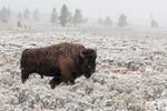 Late Fall Yellowstone - Wall Art - By Alfred Forns- Gallery Art Company