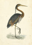 Vintage Purple Heron - Wall Art - By Morris- Gallery Art Company