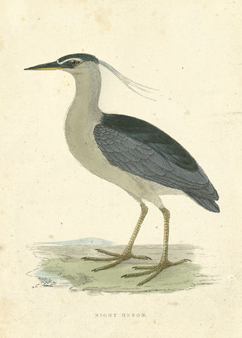 Vintage Night Heron - Wall Art - By Morris- Gallery Art Company