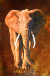 Elephant 02 - Wall Art - By Jean-Marc Chamard- Gallery Art Company