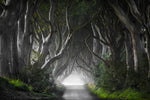 DARK HEDGES - Wall Art - By Nicola Molteni- Gallery Art Company