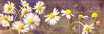 She Loves Me Daisy - Wall Art - By Michael Tarin- Gallery Art Company