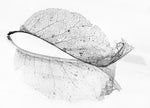 The old leaf - Wall Art - By Katarina Holmstrom- Gallery Art Company