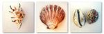 Caribic Shells - Wall Art - By Michael Tarin- Gallery Art Company