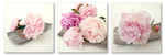 Peonies - Wall Art - By Michael Tarin- Gallery Art Company