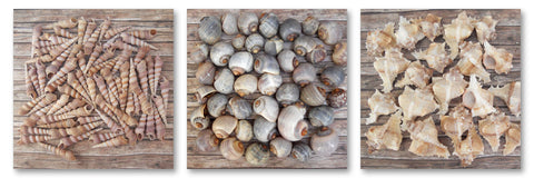 Seashells Pure - Wall Art - By Michael Tarin- Gallery Art Company