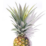 Pineapple Top - Wall Art - By Michael Tarin- Gallery Art Company