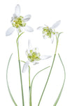 Galanthus Flore Pleno - Wall Art - By Mandy Disher- Gallery Art Company