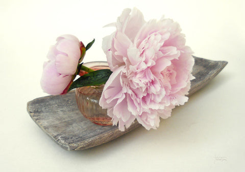 Peony Still - Wall Art - By Michael Tarin- Gallery Art Company