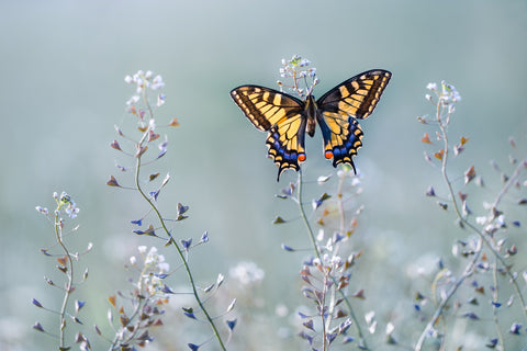 Swallowtail beauty - Wall Art - By Petar Sabol- Gallery Art Company