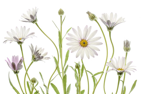 Cape Daisies - Wall Art - By Mandy Disher- Gallery Art Company