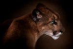 Puma - Wall Art - By Doris Reindl- Gallery Art Company