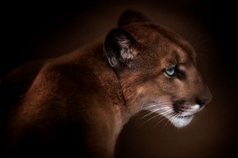 Puma - Wall Art - By Doris Reindl- Gallery Art Company