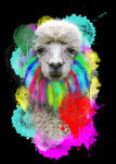 Lama - Wall Art - By Henk van Gog- Gallery Art Company