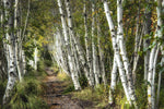 A Walk Through the Birch Trees - Wall Art - By Danny Head- Gallery Art Company