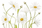 Ox eye Daisies - Wall Art - By Mandy Disher- Gallery Art Company