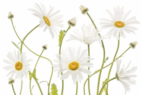 Ox eye Daisies - Wall Art - By Mandy Disher- Gallery Art Company