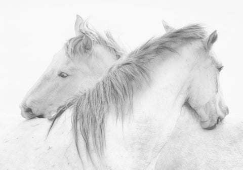Horses - Wall Art - By marie-anne stas- Gallery Art Company