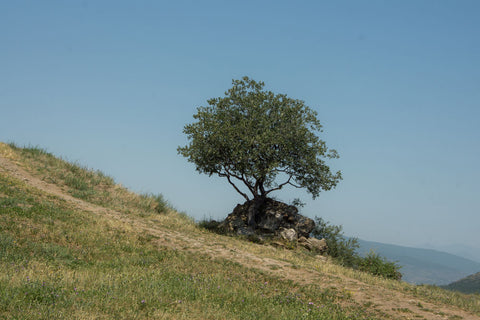 Tree On Hill - Wall Art - By Dick Carlier- Gallery Art Company