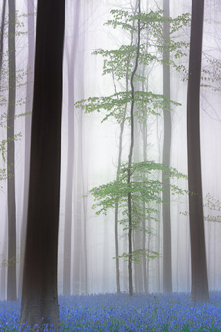 foggy forest .... - Wall Art - By Piet Haaksma- Gallery Art Company