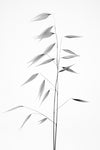 Sharpness of the nature - Wall Art - By Thierry Lagandre (Transgressed- Gallery Art Company