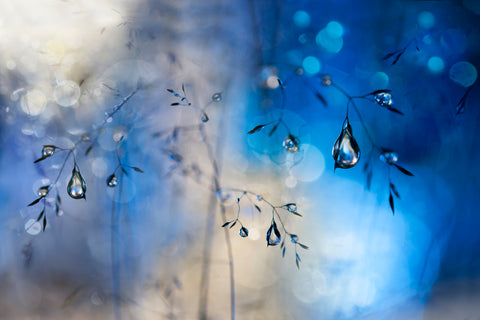 Blue rain - Wall Art - By Heidi Westum- Gallery Art Company