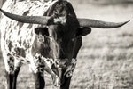 Longhorn Portrait - Wall Art - By Tyler Stockton- Gallery Art Company