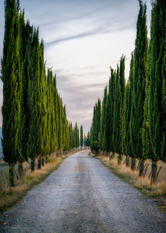 Cypresses - Wall Art - By Vladimir Kostka- Gallery Art Company