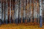 Birches - Wall Art - By Vladimir Kostka- Gallery Art Company