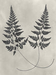 Vintage Fern Study I - Wall Art - By Vision Studio- Gallery Art Company