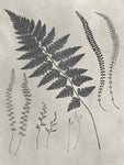 Vintage Fern Study II - Wall Art - By Vision Studio- Gallery Art Company