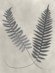 Vintage Fern Study III - Wall Art - By Vision Studio- Gallery Art Company